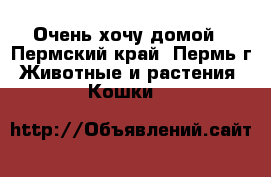 Очень хочу домой - Пермский край, Пермь г. Животные и растения » Кошки   